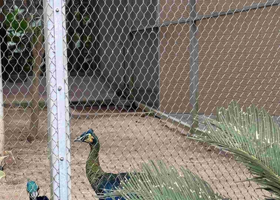 Réseau de treillis en acier inoxydable 316 avec connexions de ferrules pour oiseaux d'animaux du zoo