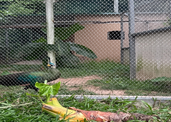 Réseau de câbles de haute résistance de 2 mm de diamètre pour les enclos d'animaux de zoo sûrs